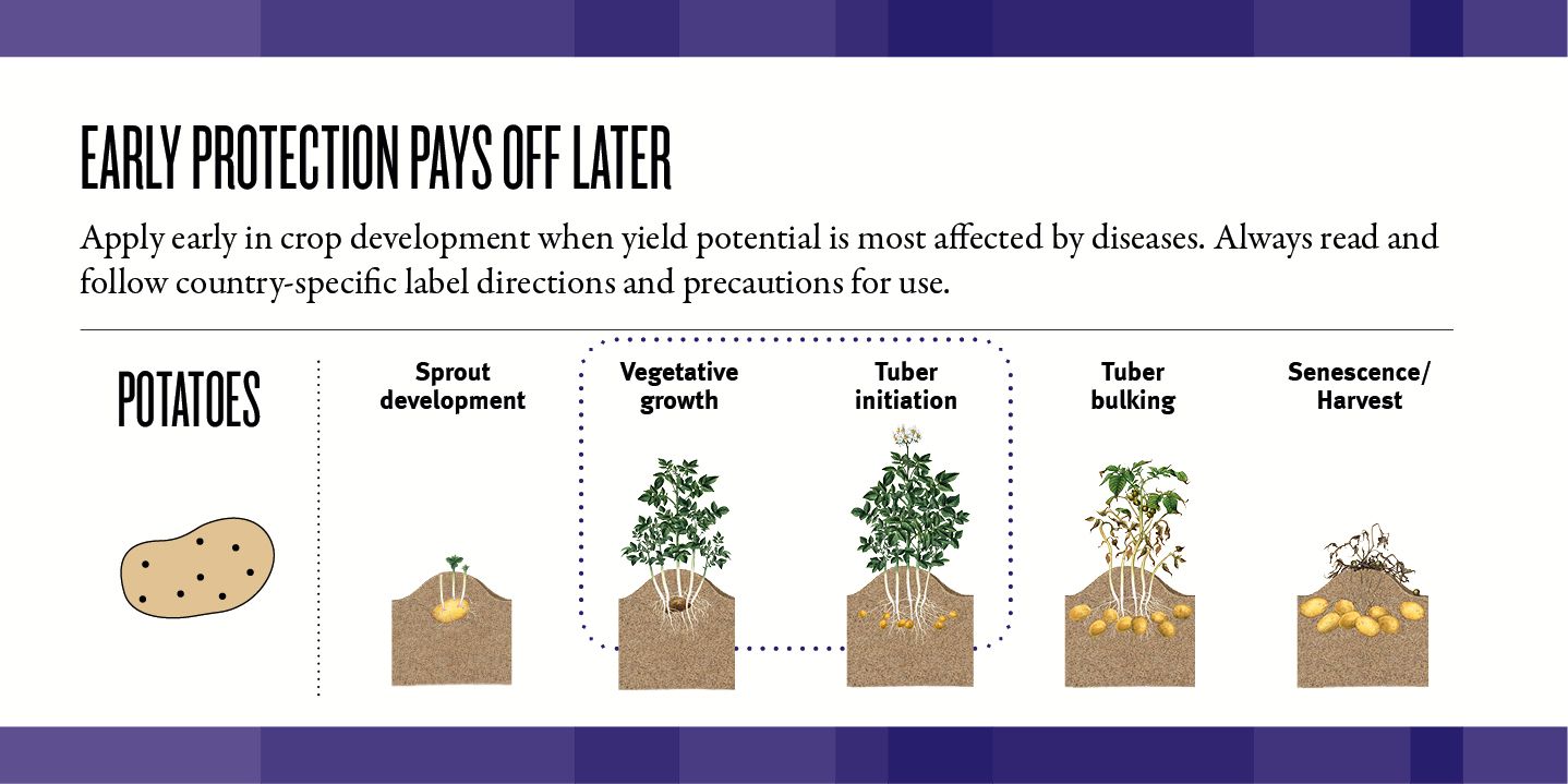 Potato Late Blight DuPont™ Zorvec™ Disease Control